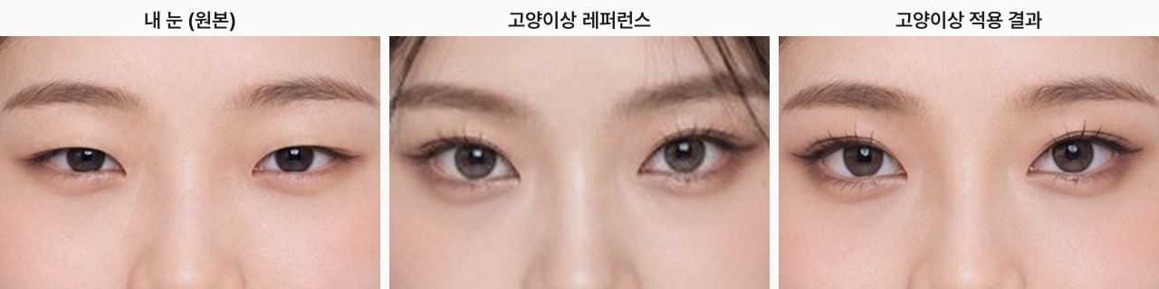 고양이상, 원본, 레퍼런스, 결과 비교